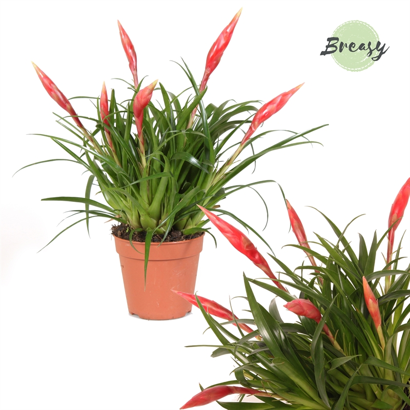 Planta naturala Red H35cm Vriesea 'Astrid' PS12/ in pamant