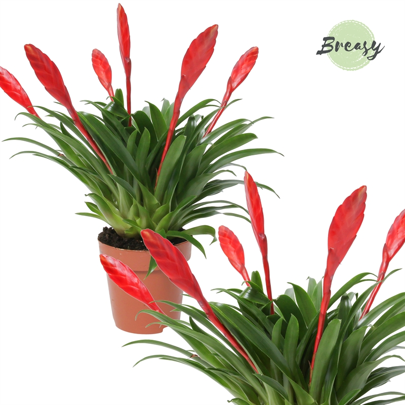 Planta naturala Red H35cm Vriesea 'Conchita' PS12/ in pamant
