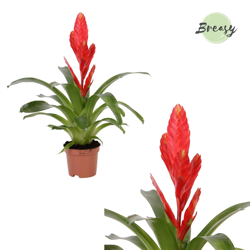 Planta naturala Red H35cm Vriesea Twinkle PS9/ in pamant