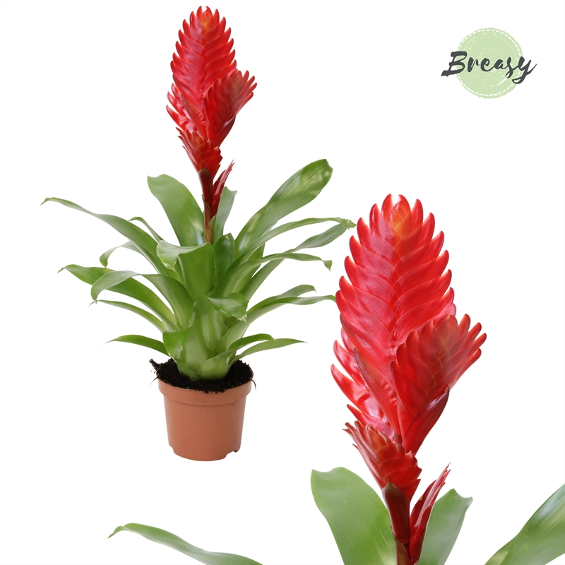 Planta naturala Red H38cm Vriesea Christiane PS9/ in pamant