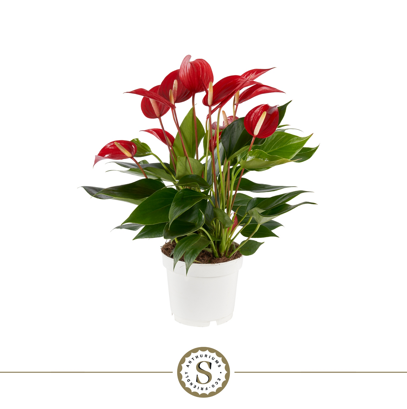 Planta naturala Red H40cm Anthurium Mille Fleurs Roja PS12/ in pamant