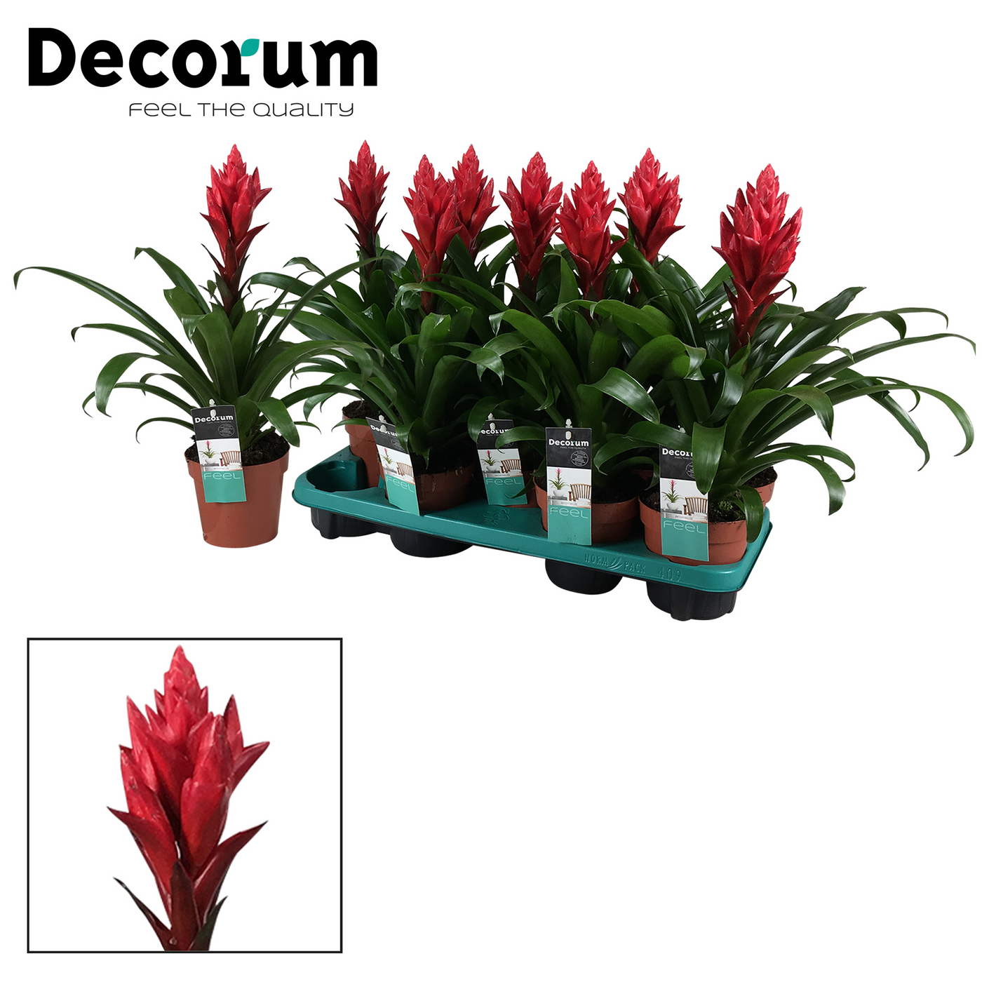 Planta naturala Red H40cm Guzmania Patricia PS13/ in pamant