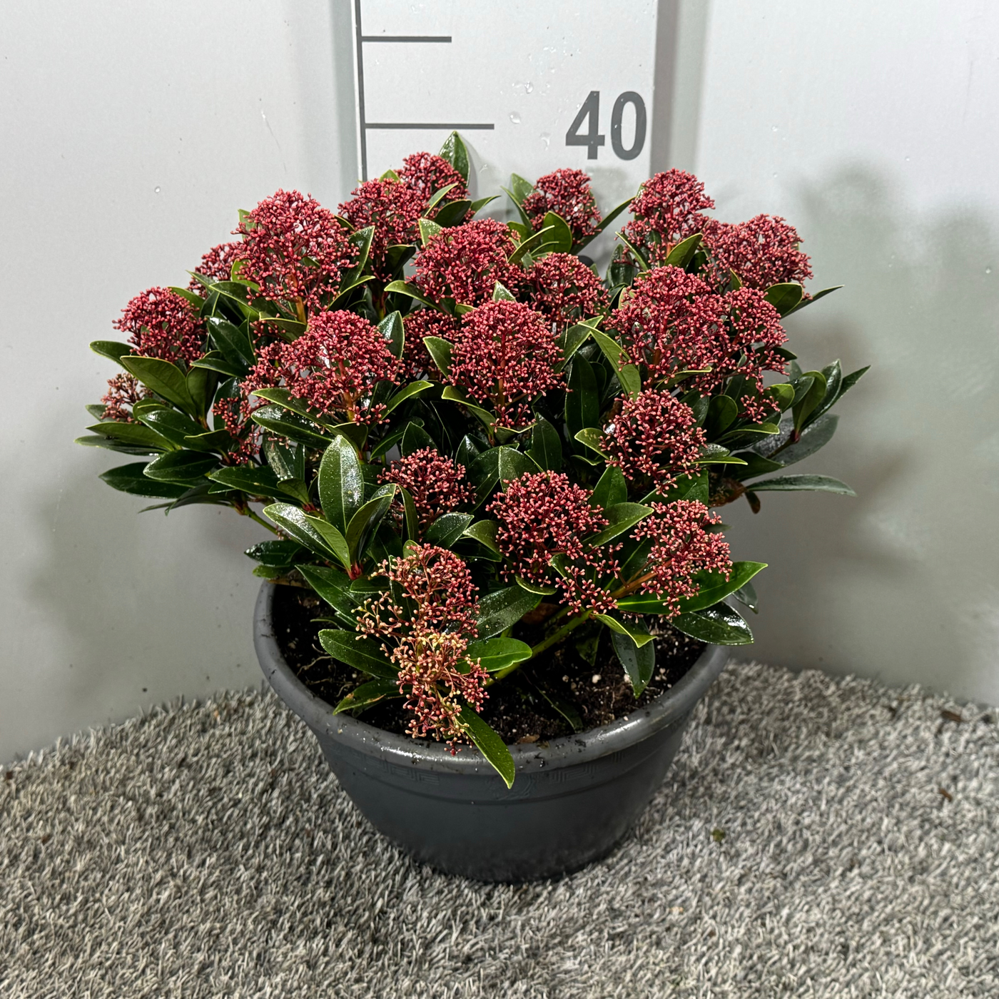 Planta naturala Red H40cm Skimmia japonica Antarctica PS25/ in pamant