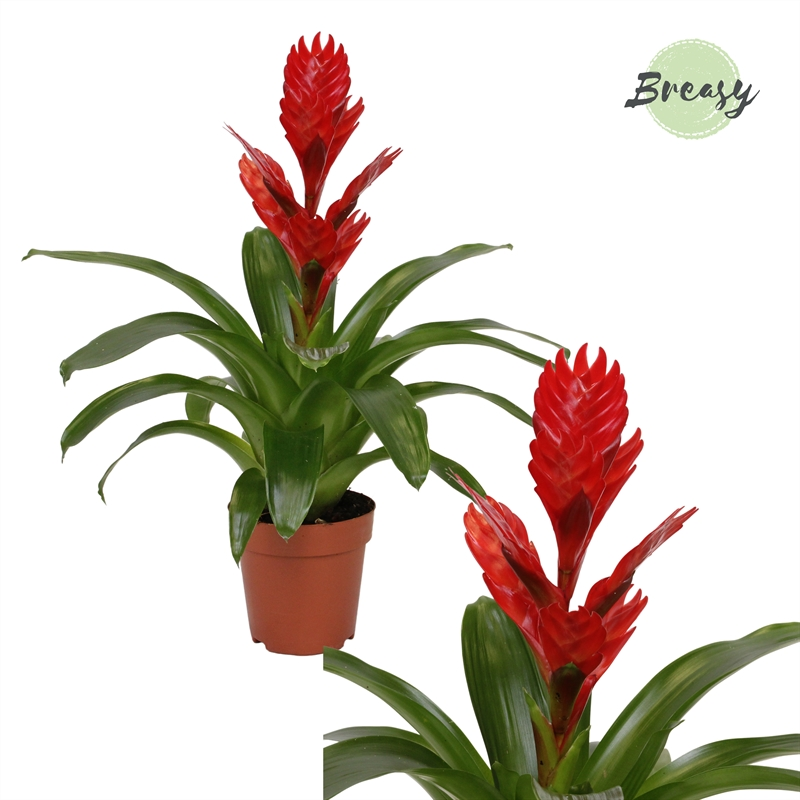 Planta naturala Red H40cm Vriesea Venga PS12/ in pamant