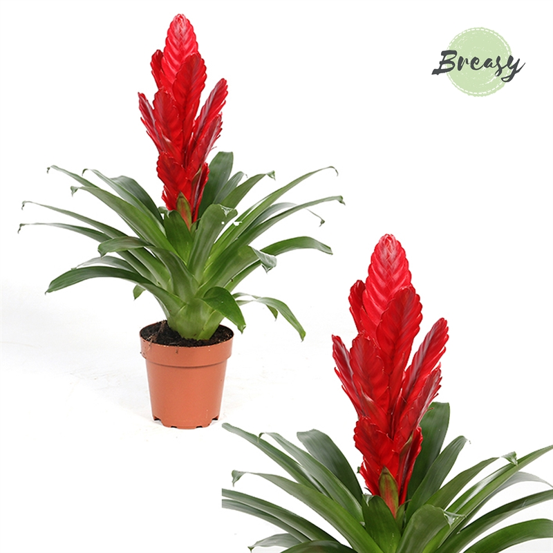 Planta naturala Red H42cm Vriesea Intenso Red PS12/ in pamant