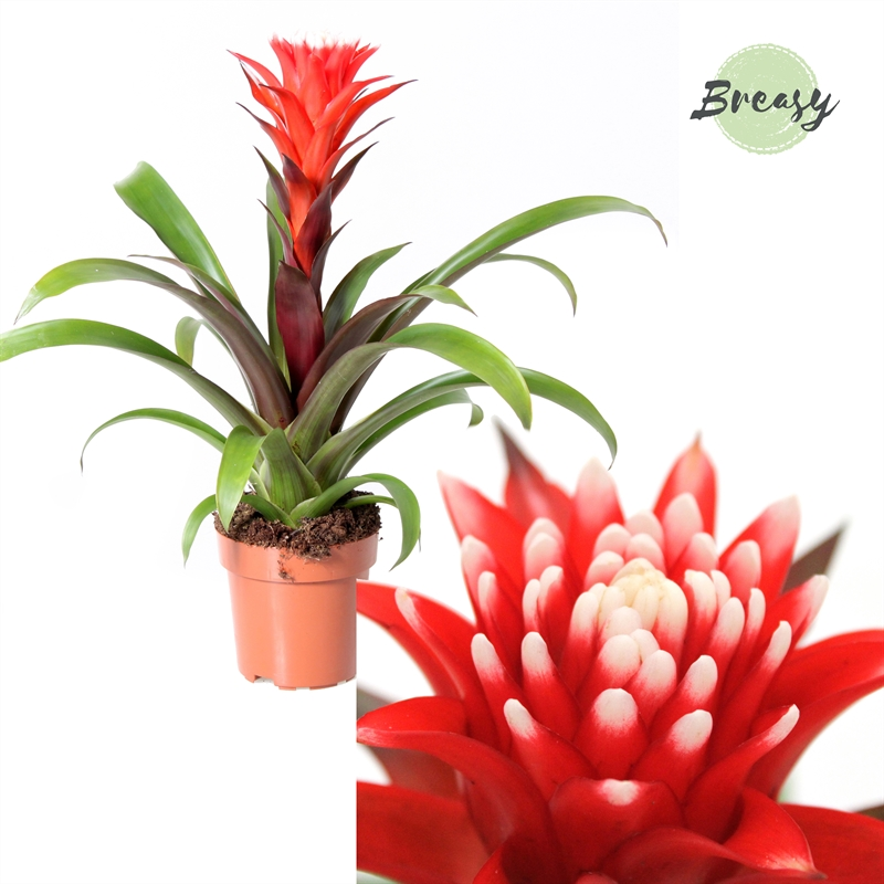 Planta naturala Red H43cm Guzmania Rockyflower Hope PS12/ in pamant