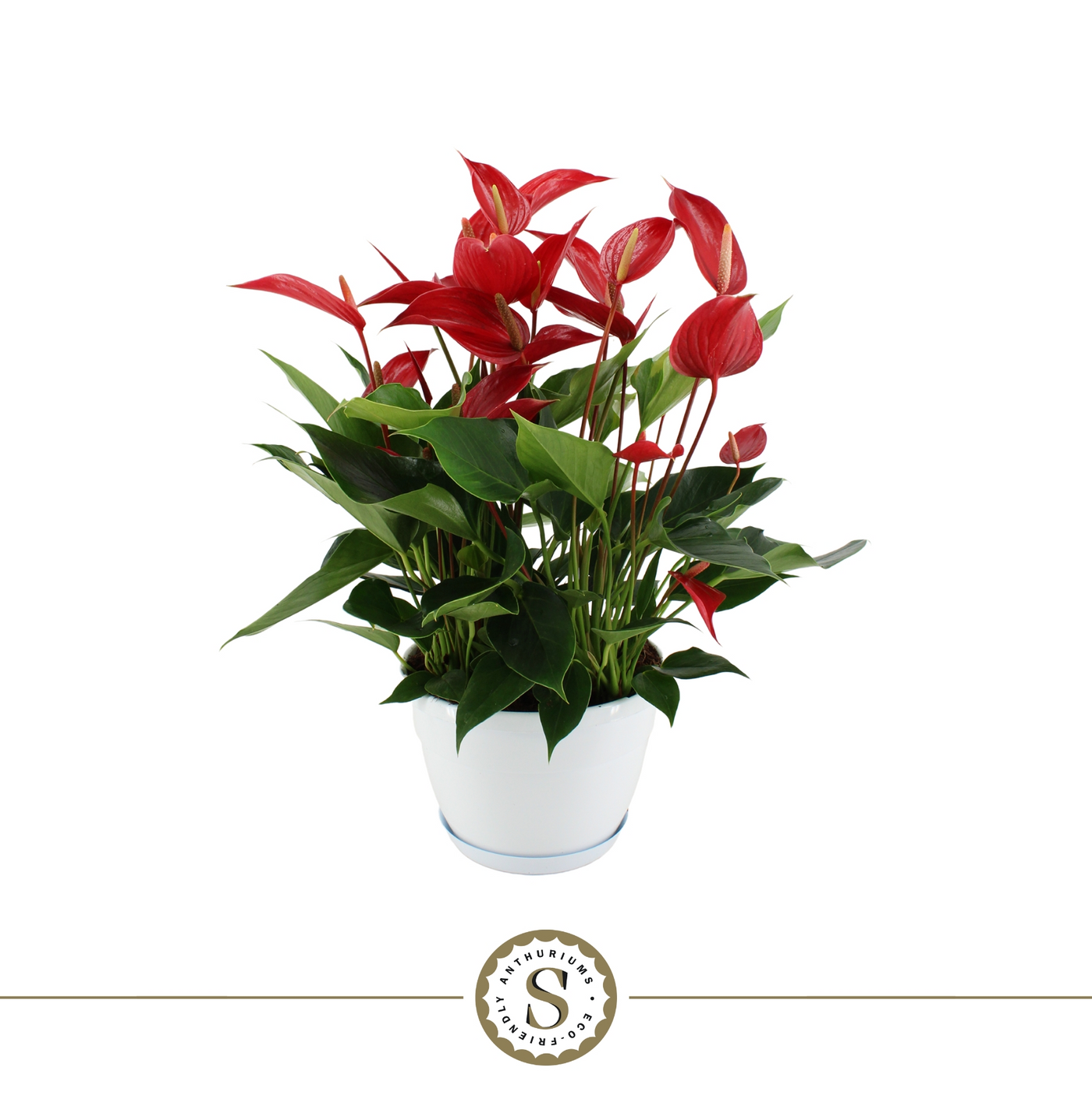 Planta naturala Red H45cm Anthurium Mille Fleurs Roja PS20/ in pamant