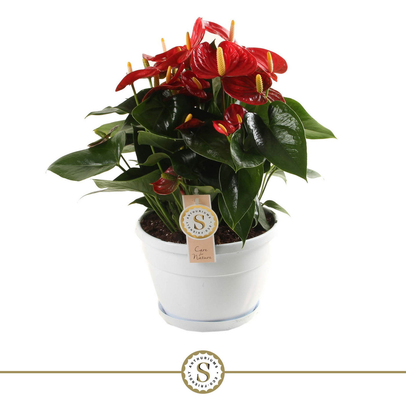 Planta naturala Red H45cm Anthurium Red Champion PS20/ in pamant