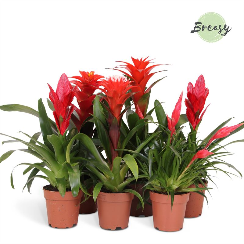 Planta naturala Red H45cm Bromelia Red Family PS12/ in pamant