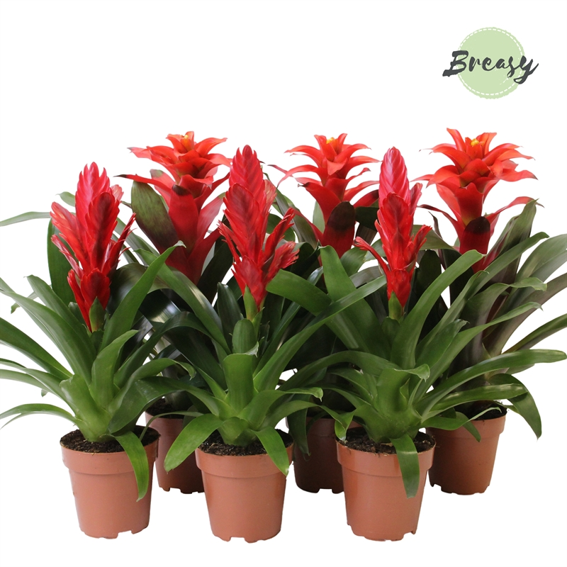 Planta naturala Red H45cm Bromelia Red PS12/ in pamant