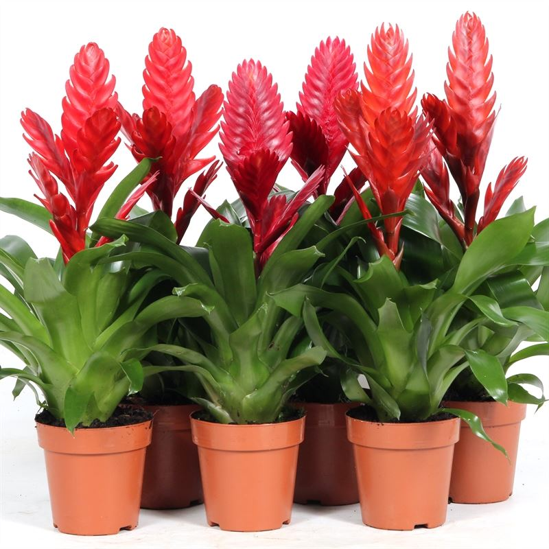 Planta naturala Red H45cm Vriesea mix PS12/ in pamant