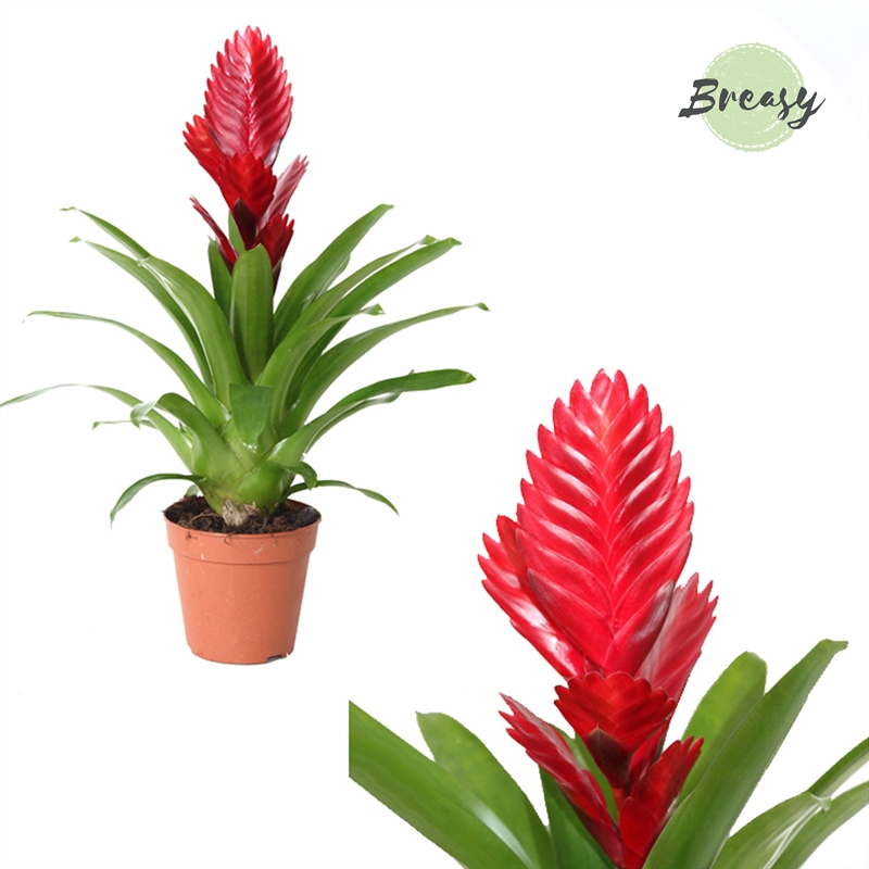 Planta naturala Red H45cm Vriesea Porto PS12/ in pamant