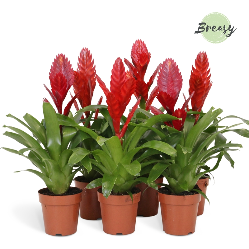 Planta naturala Red H45cm Vriesea Red PS12/ in pamant