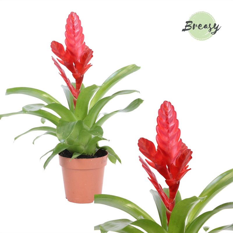 Planta naturala Red H45cm Vriesea Stream PS12/ in pamant