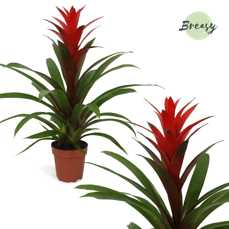 Planta naturala Red H48cm Guzmania Suerte Red PS12/ in pamant