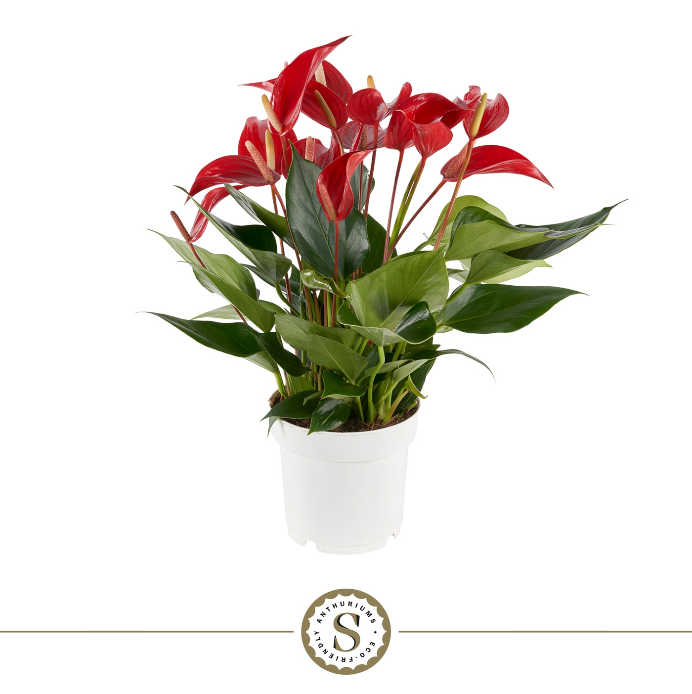 Planta naturala Red H50cm Anthurium Mille Fleurs Roja PS14/ in pamant
