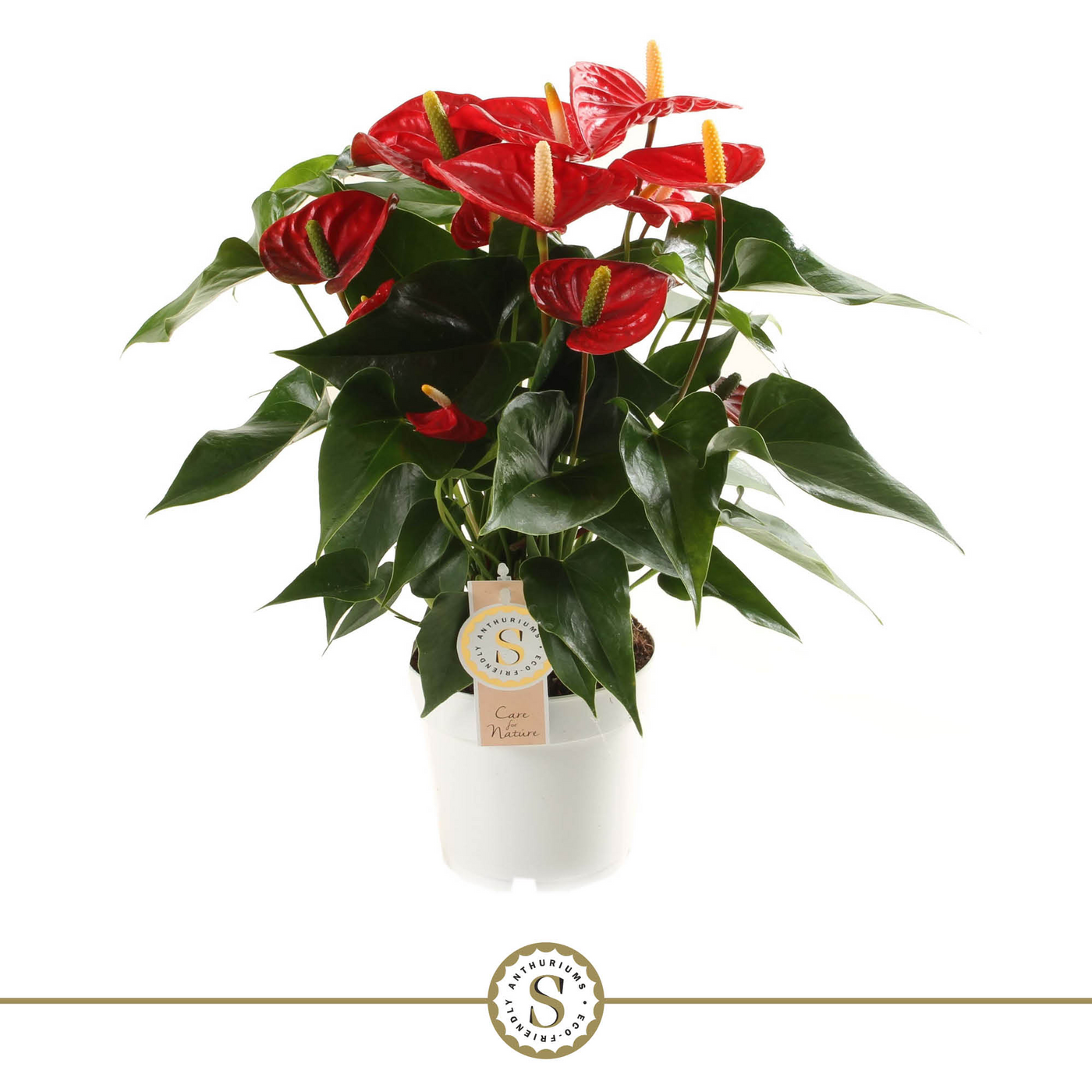Planta naturala Red H50cm Anthurium Red Champion PS14/ in pamant