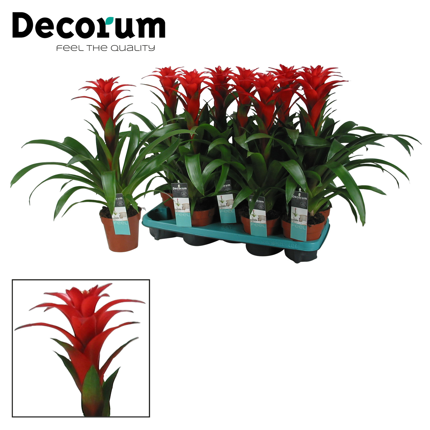 Planta naturala Red H50cm Guzmania Calypso PS13/ in pamant