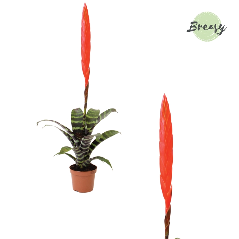 Planta naturala red H50cm Vriesea Era PS9/ in pamant