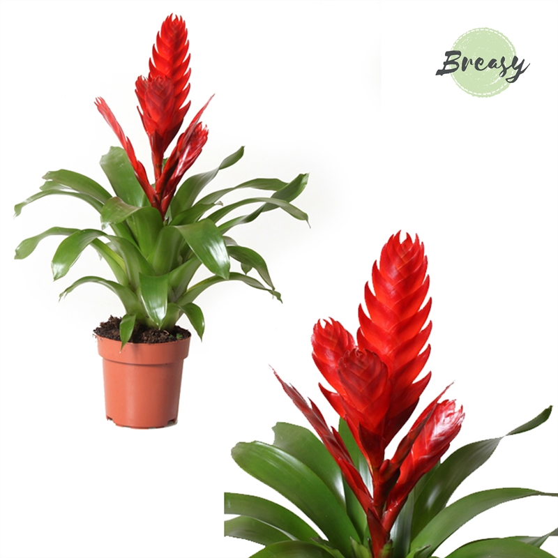 Planta naturala Red H50cm Vriesea Style PS12/ in pamant