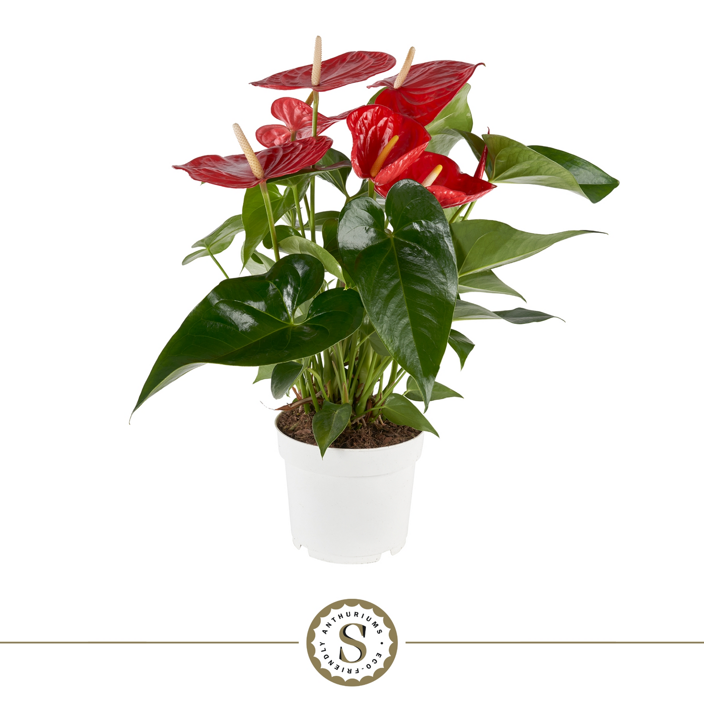 Planta naturala Red H60cm Anthurium Minnesota PS17/ in pamant
