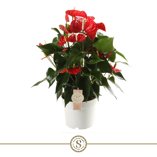 Planta naturala Red H60cm Anthurium Red Champion PS17/14cm in pamant