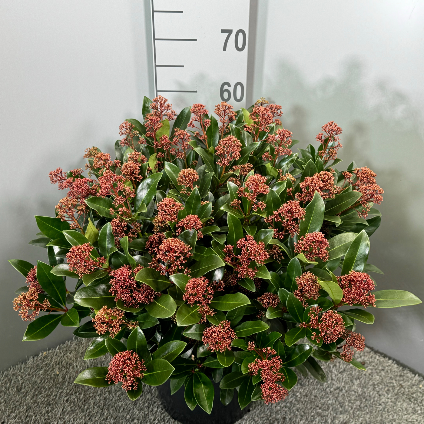 Planta naturala Red H65cm Skimmia japonica 'Rubella' PS31/ in pamant