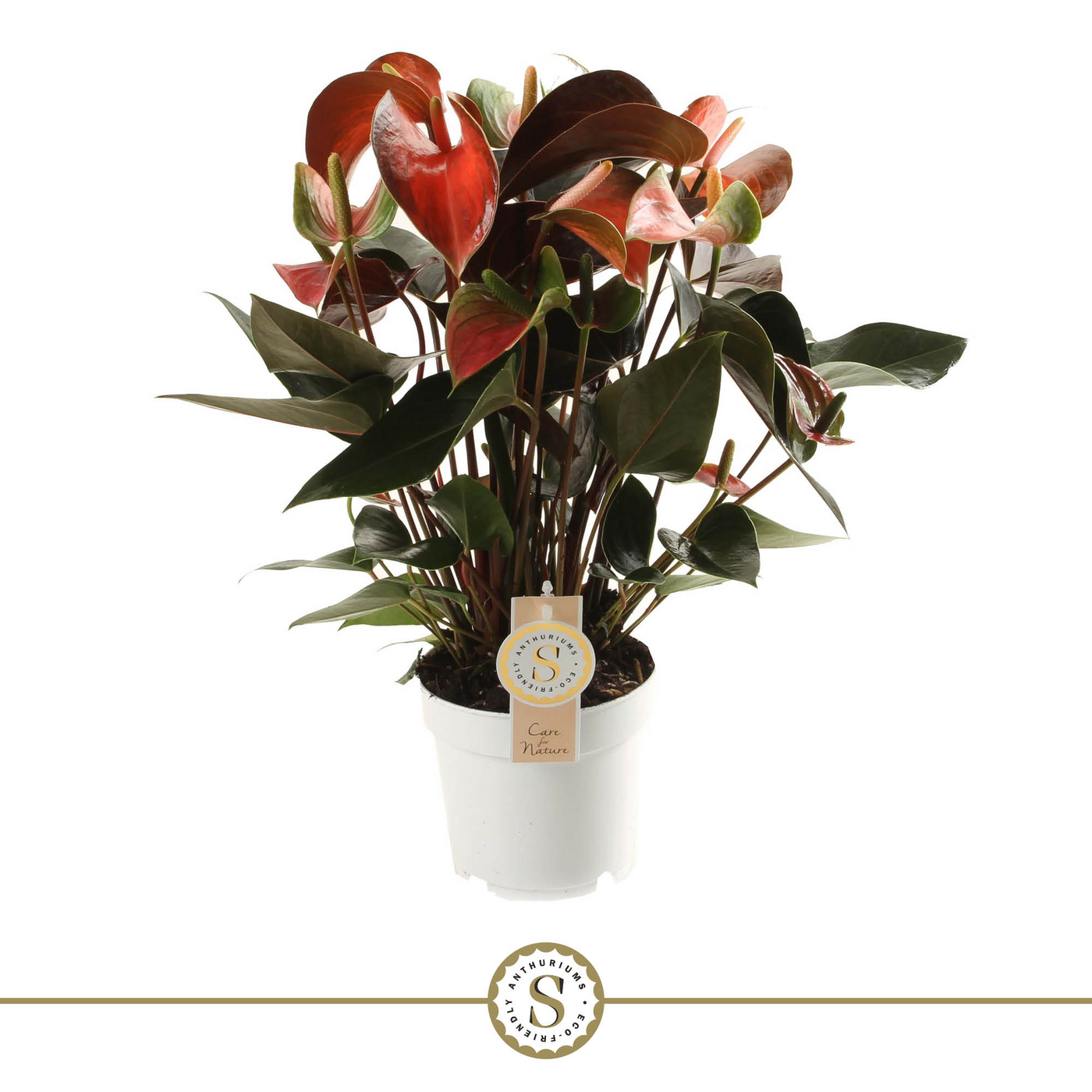Planta naturala Red/Pink/Orange H50cm Anthurium Rainbow Champion PS14/ in pamant