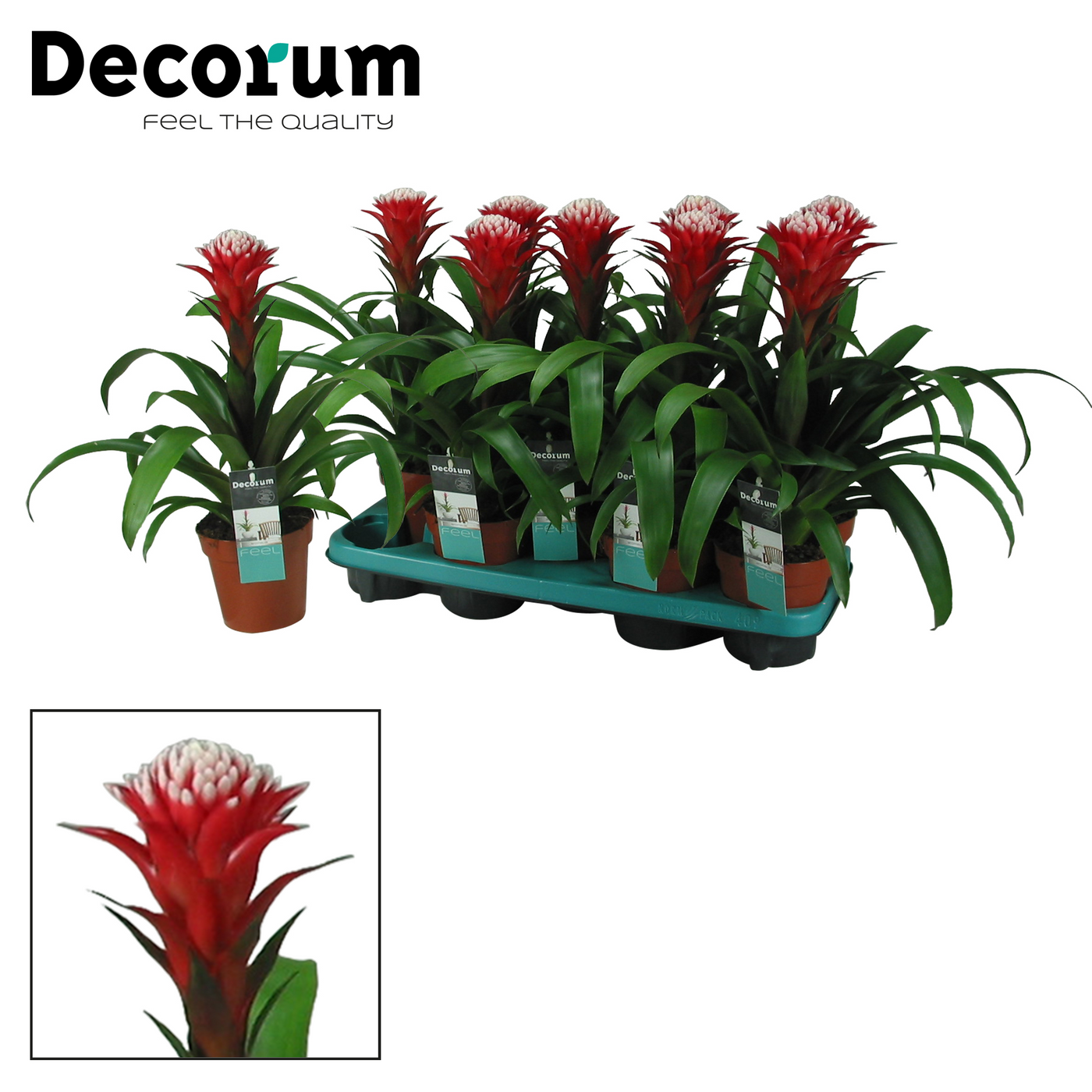 Planta naturala Red White H45cm Guzmania Hope PS13/ in pamant