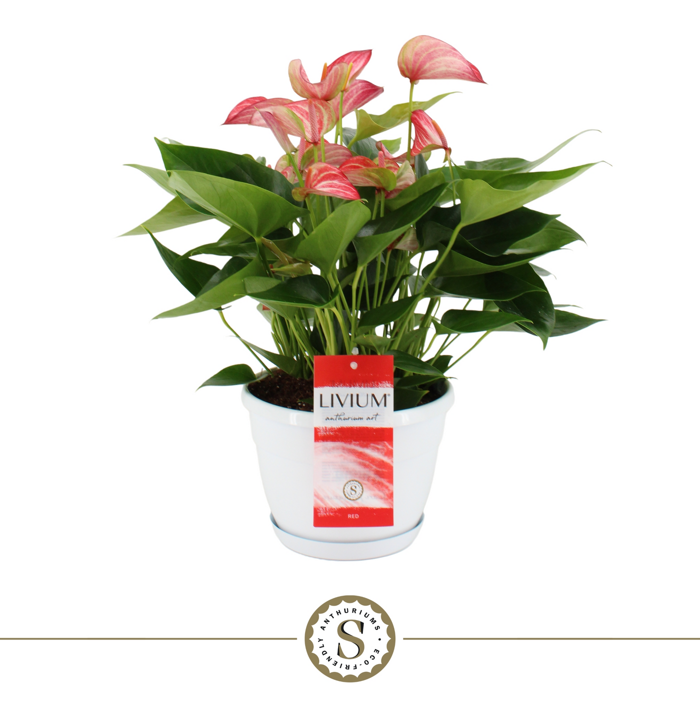 Planta naturala Red/White/Pink H45cm Anthurium Livium PS20/ in pamant