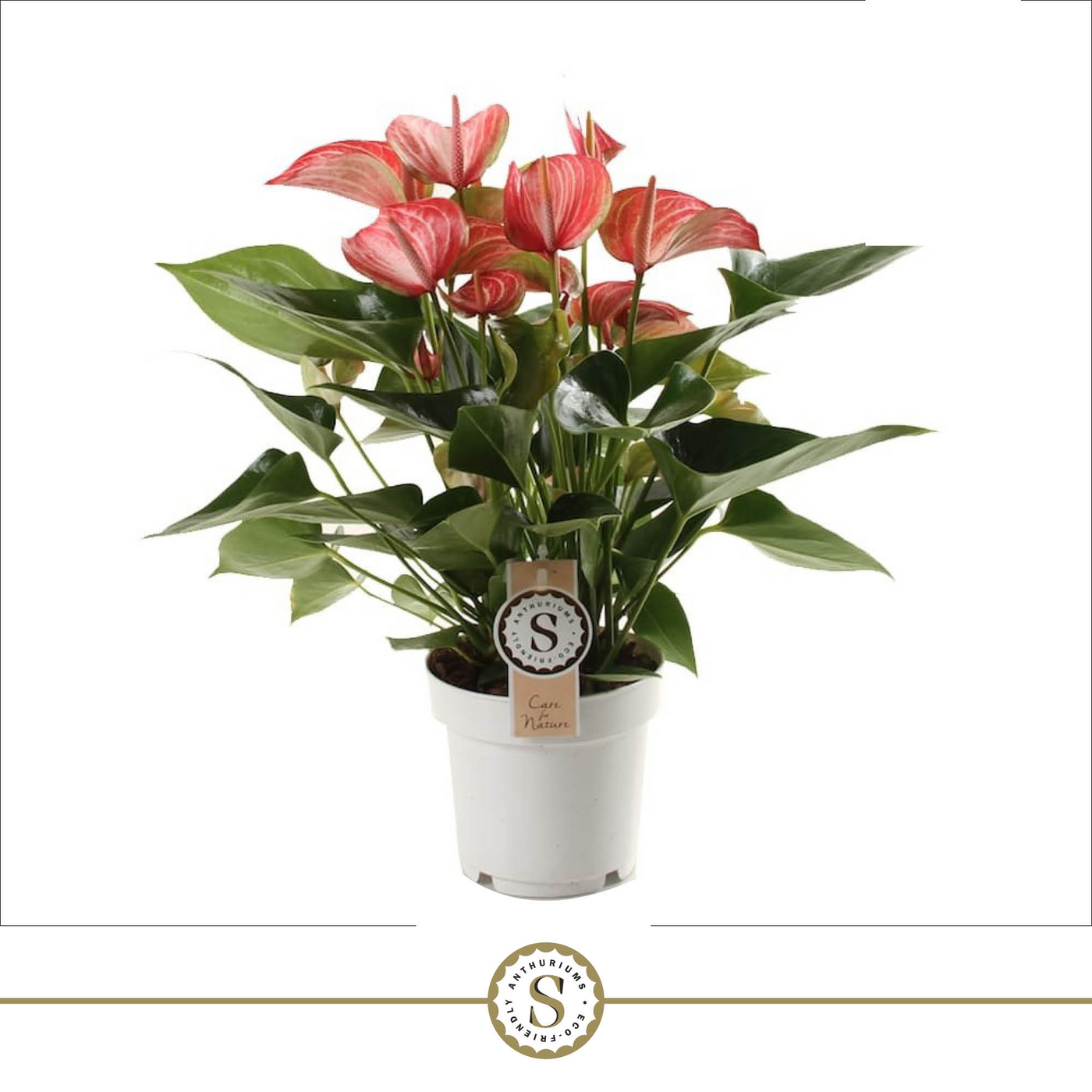 Planta naturala Red/White/Pink H50cm Anthurium 'Livium Red' PS14/ in pamant