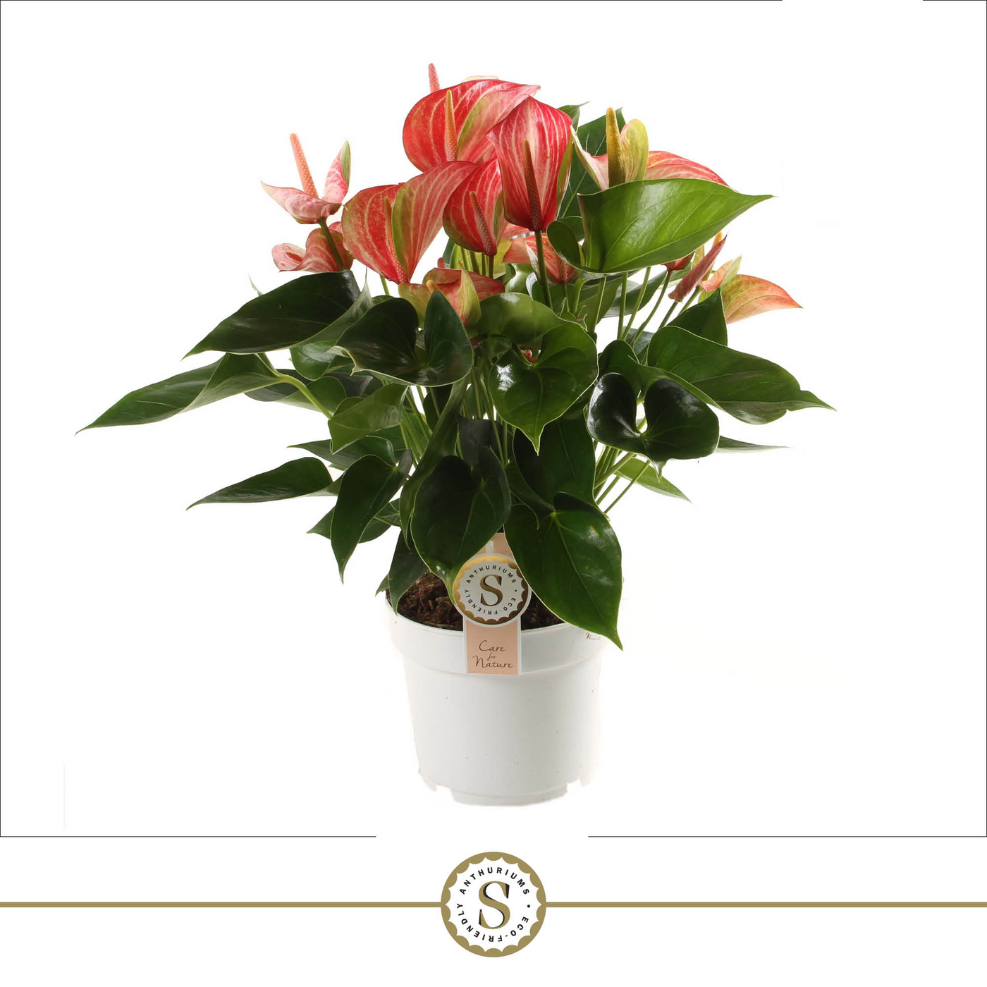 Planta naturala Red/White/Pink H55cm Anthurium 'Livium Red' PS17/ in pamant