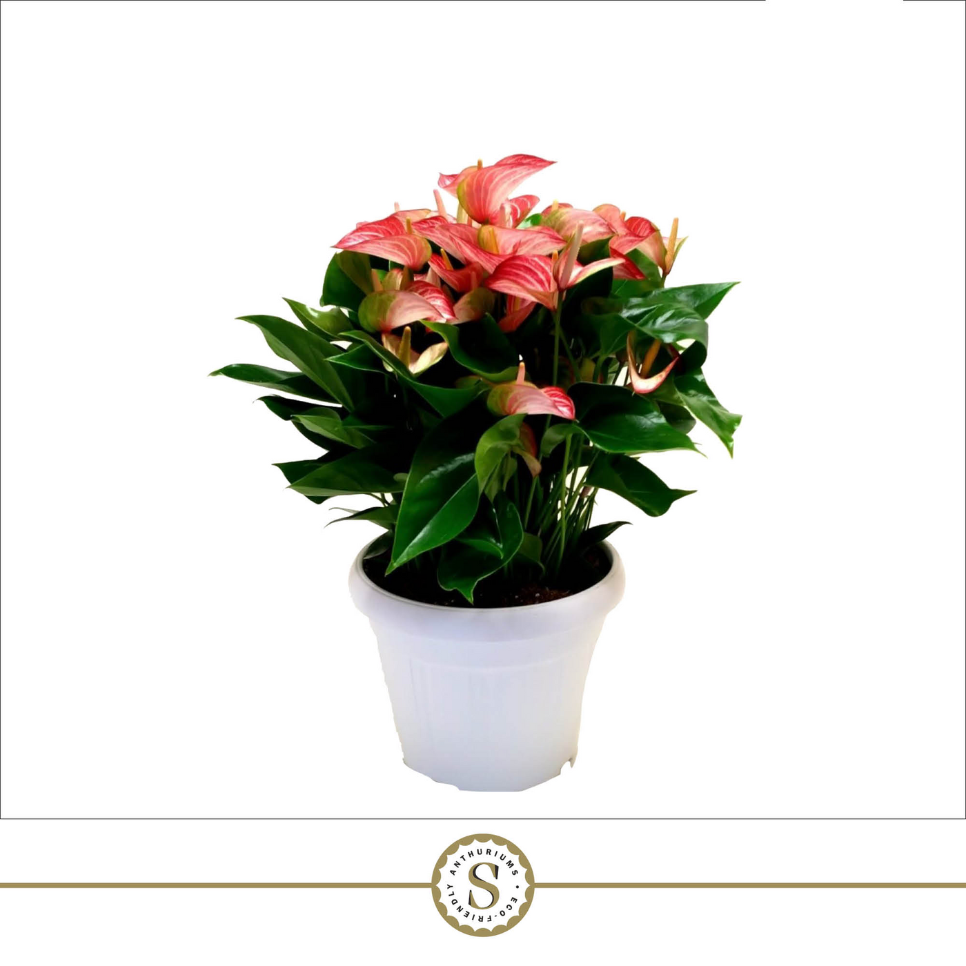Planta naturala Red/White/Pink H60cm Anthurium Livium PS30/ in pamant