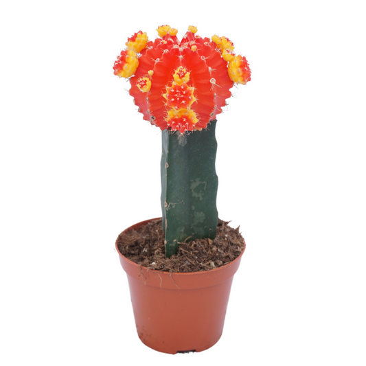 Planta naturala Red/Yellow H22cm Gymnocalycium mihanovichii PS8/ in pamant