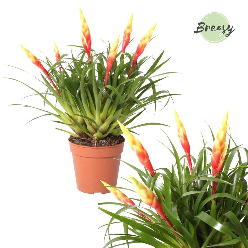 Planta naturala Red/Yellow H35cm Vriesea Shannon PS12/ in pamant