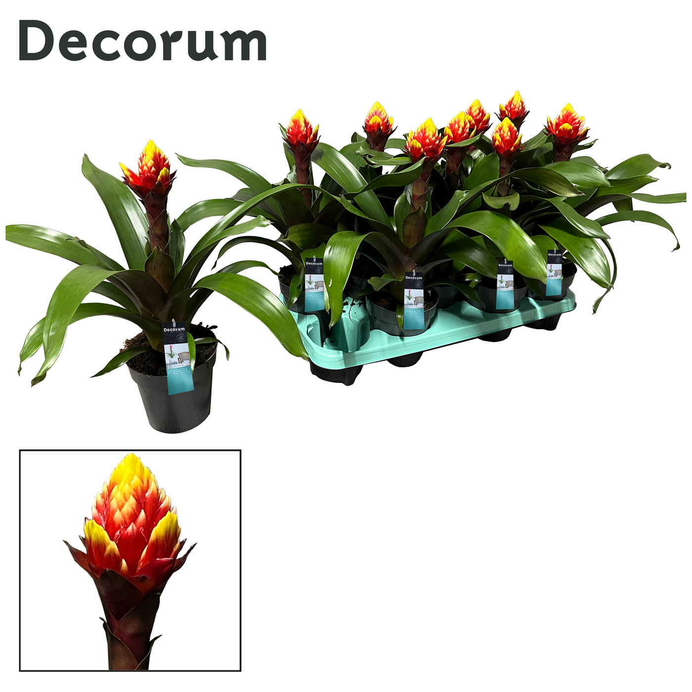 Planta naturala Red Yellow H45cm Guzmania Crown PS13/ in pamant