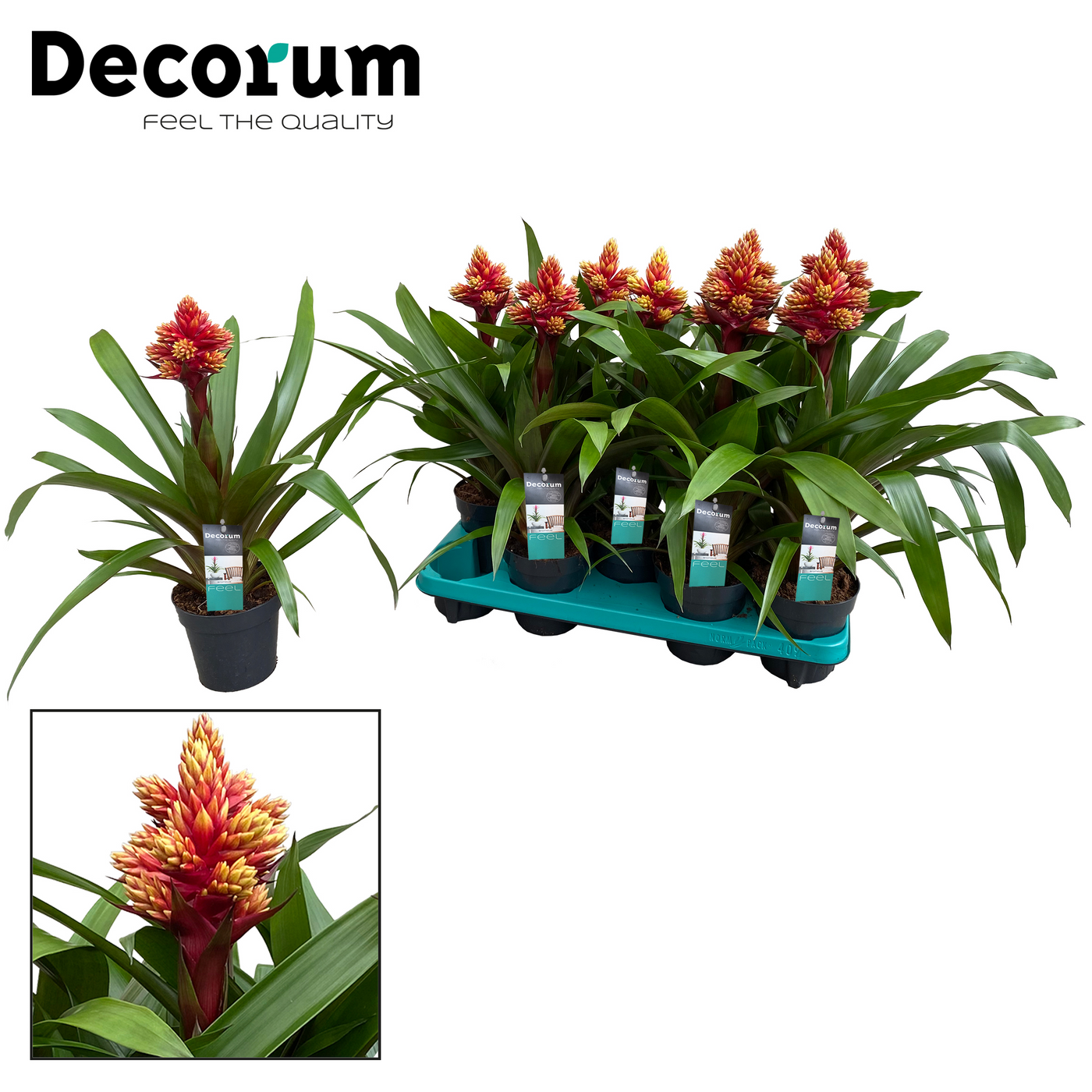 Planta naturala Red Yellow H50cm Guzmania Brush PS13/ in pamant