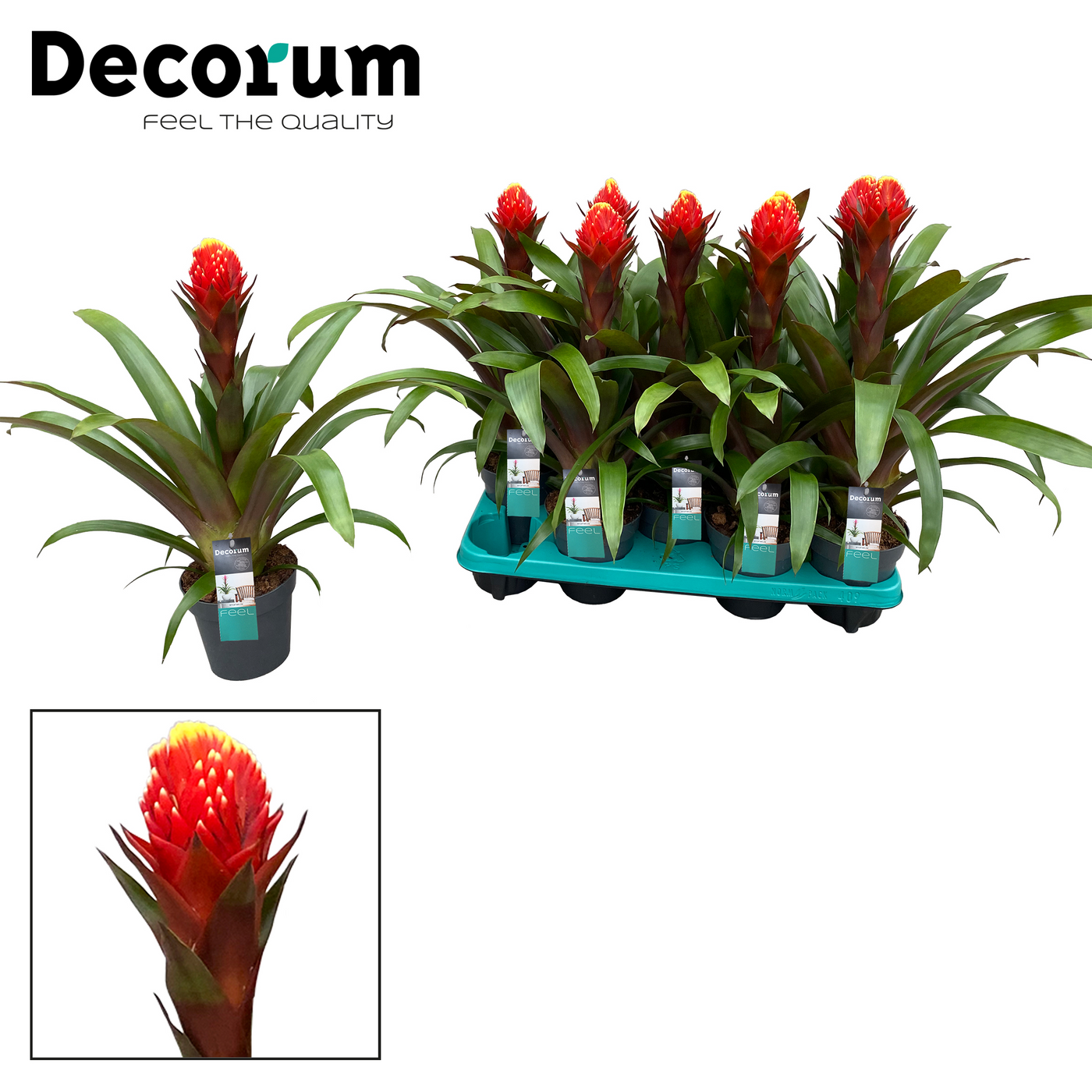 Planta naturala Red Yellow H50cm Guzmania Punta PS13/ in pamant