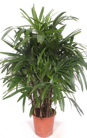 Planta naturala Rhapis excelsa H140 cm PS27 cm in pamant