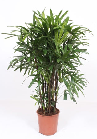 Planta naturala Rhapis excelsa H160 cm PS30 cm in pamant