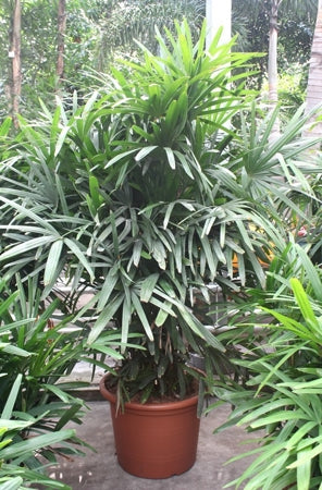 Planta naturala Rhapis excelsa H230 cm PS60 cm in pamant