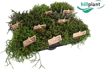 Planta naturala Rhipsalis mixed H20 cm PS10.5 cm in pamant