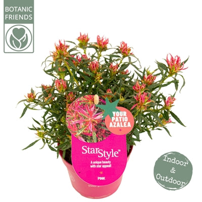 Planta naturala Rhododendron (Mollis Azalea) H25 cm PS10.5 cm in pamant