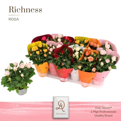 Planta naturala Rosa Amorosa mixed H25 cm PS10.5 cm in pamant
