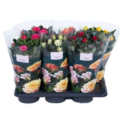 Planta naturala Rosa Palace mixed H45 cm PS17 cm in pamant