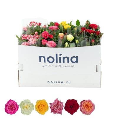 Planta naturala Rosa PatioHit mixed H36 cm PS13 cm in pamant