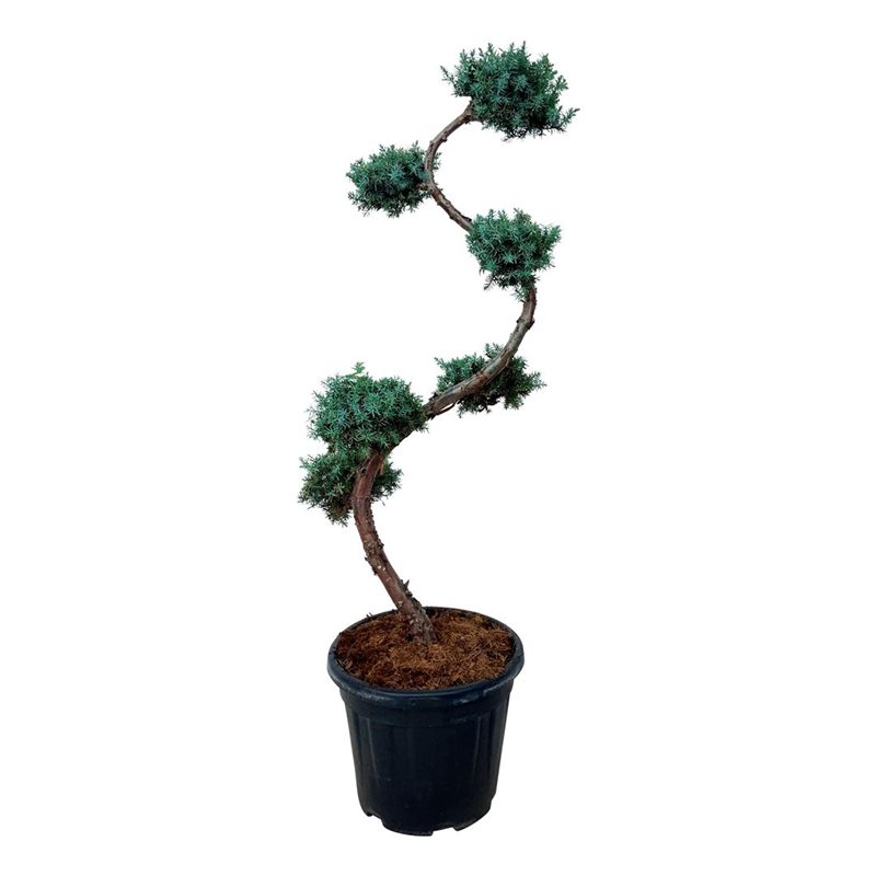 Planta naturala S-Shape H110cm Juniperus chinensis 'Blue Alps' PS32/ in pamant