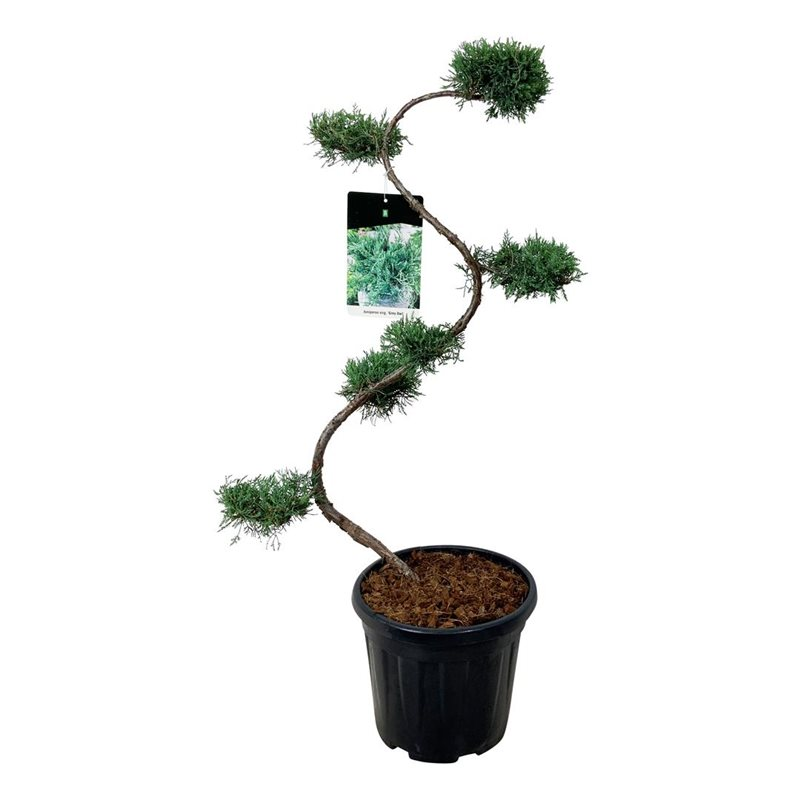 Planta naturala S-Shape H110cm Juniperus virginiana 'Grey Owl' PS32/ in pamant