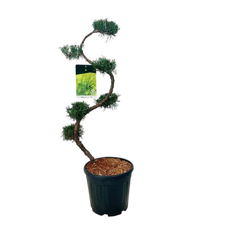 Planta naturala S-Shape H110cm Juniperus x pfitzeriana 'Mint Julep' PS32/ in pamant