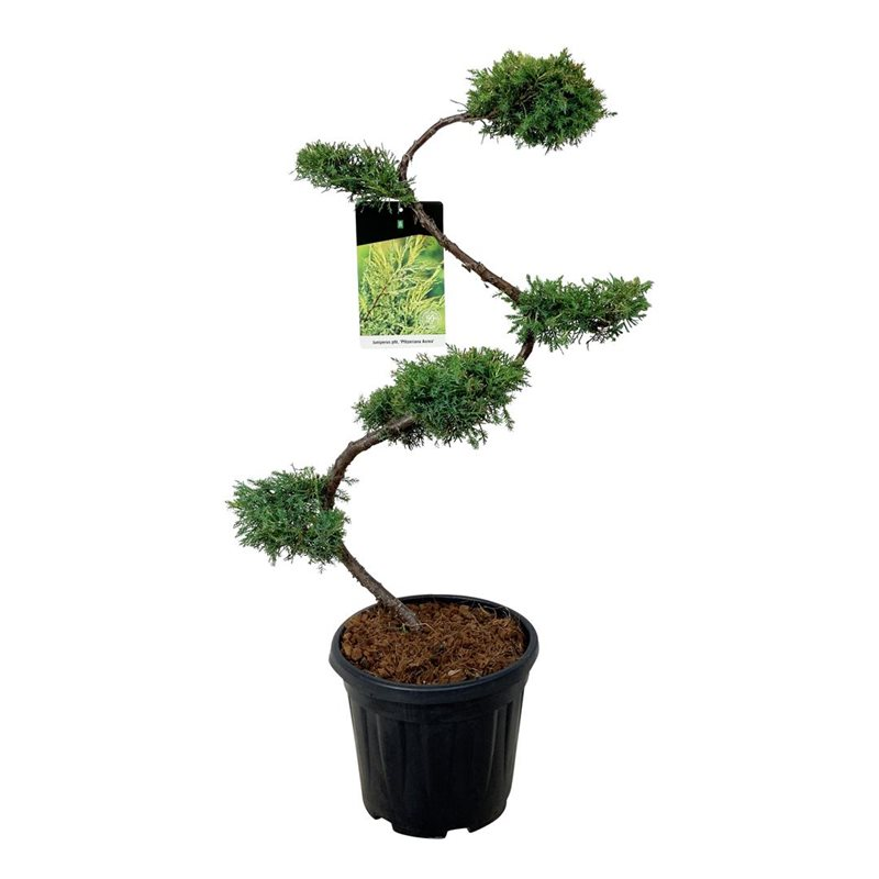 Planta naturala S-Shape H110cm Juniperus x pfitzeriana 'Pfitzeriana Aurea' PS32/ in pamant